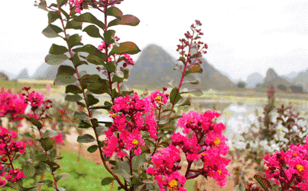 2018年成都全民义务植树暨低碳熊猫骑行活动招募插图(21) 2018年成都全民义务植树暨低碳熊猫骑行活动招募插图(21)